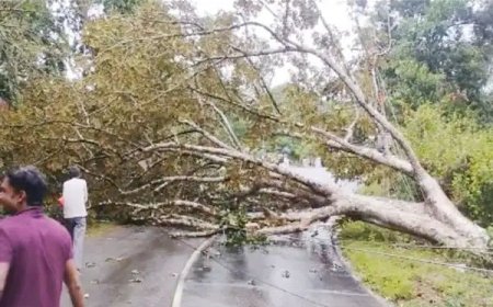 ശക്‌തമായ കാറ്റും വേനല്‍മഴയും: നെടുങ്കണ്ടം മേഖലയില്‍ വ്യാപക നാശം