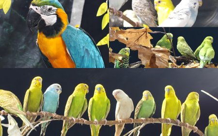 കട്ടപ്പന ഫെസ്റ്റ്  : ലൈവ് ബേര്‍ഡ് ഷോ ശ്രദ്ധേയമാകുന്നു