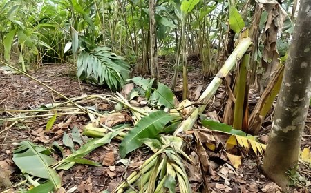 കോവിൽമലയിൽ ജനവാസ മേഖലയിലേക്ക് വീണ്ടും കാട്ടാനയിറങ്ങി : വ്യാപക കൃഷിനാശം
