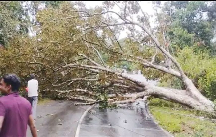 ശക്‌തമായ കാറ്റും വേനല്‍മഴയും: നെടുങ്കണ്ടം മേഖലയില്‍ വ്യാപക നാശം