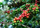 കാപ്പി കർഷകർക്ക് സുവർണ്ണാവസരം: കോഫി ബോർഡ് വിവിധ ധനസഹായ പദ്ധതികളിലേക്ക് അപേക്ഷ ക്ഷണിച്ചു