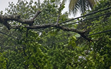 കട്ടപ്പന-പുളിയൻമല റോഡിൽ അപകടഭീഷണിയായി വൻ മരങ്ങൾ