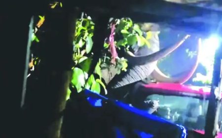 മൂന്നാറില്‍ വീണ്ടും പടയപ്പയുടെ പരാക്രമം; കാര്‍ ചവിട്ടിത്തകര്‍ത്തു