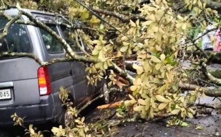 പുളിയന്മല കമ്പനിപ്പടിയിൽ അപകട പരമ്പര;ഓടിക്കൊണ്ടിരുന്ന വാഹനത്തിന് മുകളിൽ മരച്ചില്ല വീണു