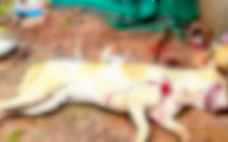 പാമ്പനാറും സമീപ പ്രദേശങ്ങളും ഭീതിയിലാഴ്ത്തി 14 പേരെ കടിച്ച നായയെ വെടിവച്ചു കൊന്നു