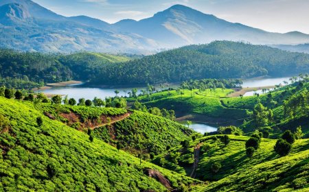 മൂന്നാറിലെ 5 സംരക്ഷിത വനങ്ങൾക്ക് ചുറ്റും പരിസ്ഥിതിലോല മേഖല; കേന്ദ്രത്തിന്റെ കരട് വിജ്ഞാപനം പുറത്ത്