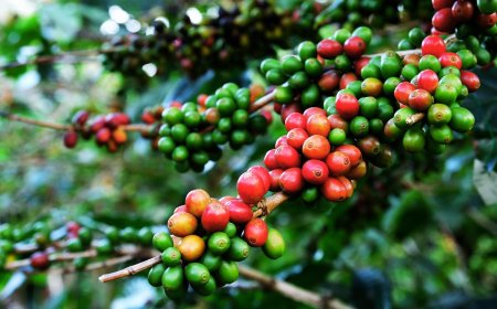 കാപ്പി കർഷകർക്ക് സുവർണ്ണാവസരം: കോഫി ബോർഡ് വിവിധ ധനസഹായ പദ്ധതികളിലേക്ക് അപേക്ഷ ക്ഷണിച്ചു