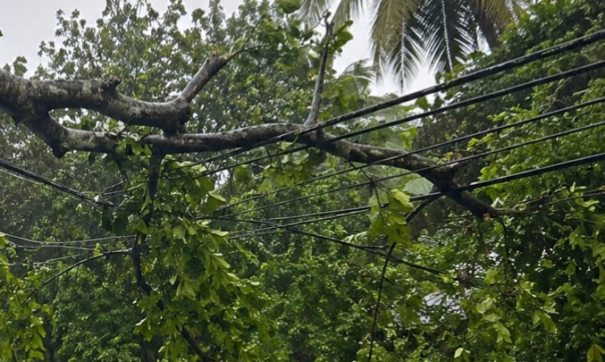 കട്ടപ്പന-പുളിയൻമല റോഡിൽ അപകടഭീഷണിയായി വൻ മരങ്ങൾ