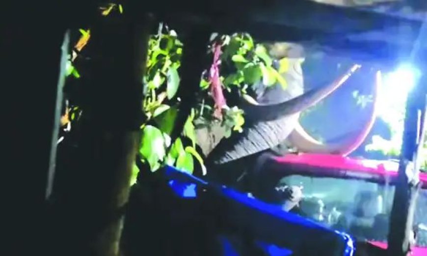 മൂന്നാറില്‍ വീണ്ടും പടയപ്പയുടെ പരാക്രമം; കാര്‍ ചവിട്ടിത്തകര്‍ത്തു