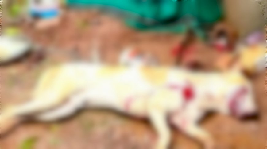 പാമ്പനാറും സമീപ പ്രദേശങ്ങളും ഭീതിയിലാഴ്ത്തി 14 പേരെ കടിച്ച നായയെ വെടിവച്ചു കൊന്നു