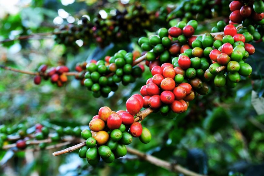 കാപ്പി കർഷകർക്ക് സുവർണ്ണാവസരം: കോഫി ബോർഡ് വിവിധ ധനസഹായ പദ്ധതികളിലേക്ക് അപേക്ഷ ക്ഷണിച്ചു