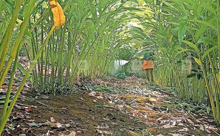 മഴയില്ല; ഇടുക്കിയിലെ കാർഷിക മേഖല കടുത്ത പ്രതിസന്ധിയിൽ