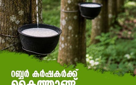 റബ്ബർ കർഷകർക്ക് ആശ്വാസം; താങ്ങുവില കിലോയ്ക്ക് 250 രൂപയായി