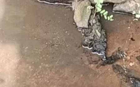 ആറാട്ടുകടവിന് സമീപം കക്കൂസ് മാലിന്യം ; അന്വേഷണം തുടങ്ങി