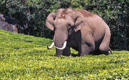 ദേവികുളം തോട്ടം മേഖലയിൽ വീണ്ടും ഭീതി വിതച്ച് പടയപ്പ