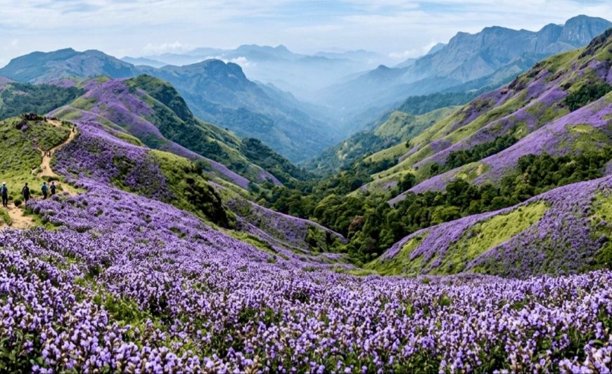 ചൊക്രമുടിയിൽ വീണ്ടും നീലക്കുറിഞ്ഞി വസന്തം