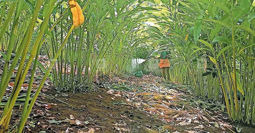 മഴയില്ല; ഇടുക്കിയിലെ കാർഷിക മേഖല കടുത്ത പ്രതിസന്ധിയിൽ