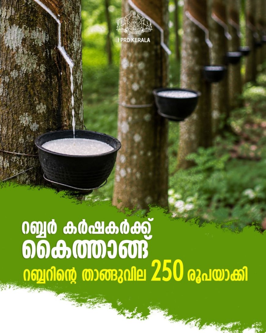 റബ്ബർ കർഷകർക്ക് ആശ്വാസം; താങ്ങുവില കിലോയ്ക്ക് 250 രൂപയായി