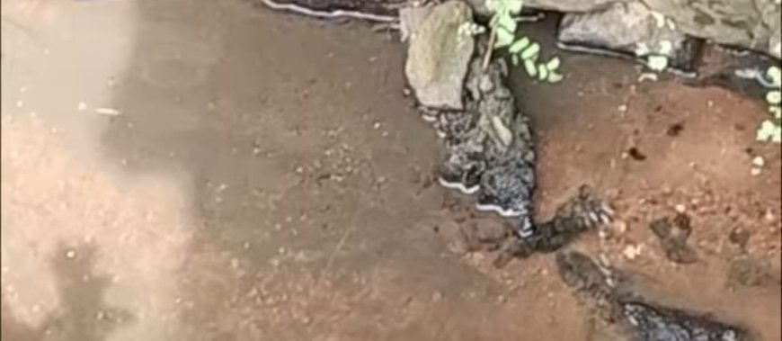 ആറാട്ടുകടവിന് സമീപം കക്കൂസ് മാലിന്യം ; അന്വേഷണം തുടങ്ങി