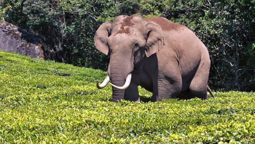 ദേവികുളം തോട്ടം മേഖലയിൽ വീണ്ടും ഭീതി വിതച്ച് പടയപ്പ