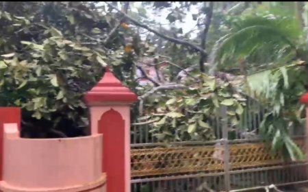 കനത്ത മഴയിൽ ആഞ്ഞിലി മരം കടപുഴകി വീടിന് മുകളിൽ വീണു; ഒഴിവായത് വൻ ദുരന്തം