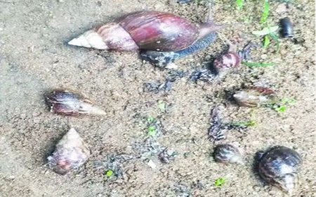 ആഫ്രിക്കൻ ഒച്ചിന്റെ ശല്യം രൂക്ഷം; അടിയന്തര നടപടി ആവശ്യപ്പെട്ട് നാട്ടുകാർ