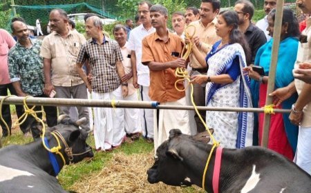 മലവെള്ളപ്പാച്ചിലിൽ പശുക്കളെ നഷ്ടപ്പെട്ട അനിൽകുമാറിന് ആശ്വാസമായി നാല് പശുക്കൾ കൈമാറി