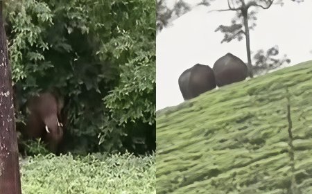 തോട്ടം മേഖലയിൽ കാട്ടാന ഭീതി രൂക്ഷം; പട്ടുമുടി, പട്ടുമല, രാജമുടി മേഖലകളിൽ ജനങ്ങൾ ആശങ്കയിൽ