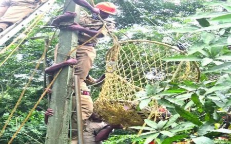 മരക്കൊമ്പ് മാറ്റുന്നതിനിടെ വൈദ്യുതാഘാതം; പോസ്റ്റിൽ കുടുങ്ങിയ മധ്യവയസ്കനെ അഗ്നിരക്ഷാസേന രക്ഷപ്പെടുത്തി