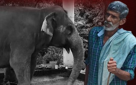 കോന്നിയിൽ ആനയുടെ ആക്രമണം; രണ്ടാം പാപ്പാന് ദാരുണാന്ത്യം