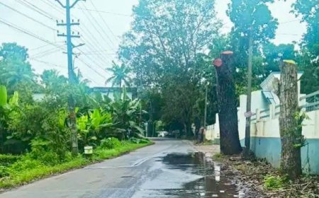 അപകടകരമായ മരങ്ങൾ നീക്കാത്തതിൽ പ്രതിഷേധം; പഞ്ചായത്ത് ഓഫീസിന് മുന്നിൽ വീട്ടമ്മയുടെ ധർണ
