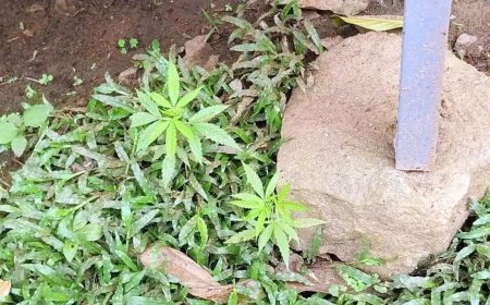 നിർമ്മലാസിറ്റി ജങ്ഷനിൽ കഞ്ചാവ് ചെടികൾ കണ്ടെത്തി