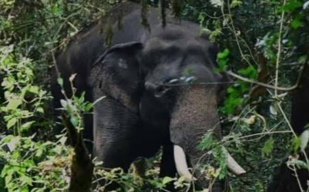 പൂപ്പാറയിൽ കാട്ടാന ആക്രമണം; തോട്ടം തൊഴിലാളിക്ക് ദാരുണാന്ത്യം