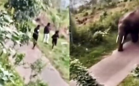 കാട്ടാനയെ പ്രകോപിപ്പിക്കാൻ ശ്രമം; വിനോദസഞ്ചാരികൾക്ക് നേരെ പാഞ്ഞടുത്ത് കാട്ടാന