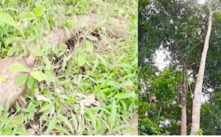 റാന്നി ഭഗവതിക്കുന്ന് ക്ഷേത്രത്തിലെ മരങ്ങൾ മുറിച്ചു കടത്തിയ സംഭവം; താൽക്കാലിക ശാന്തിക്കാരനെ പിരിച്ചുവിട്ടു, സബ് ഗ്രൂപ്പ് ഓഫീസർക്ക് സസ്‌പെൻഷൻ