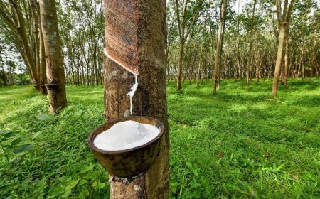 മുന്നൂറിലേക്ക് കുതിച്ച റബർവില താഴോട്ട്; കർഷകർ വീണ്ടും നിരാശയിൽ