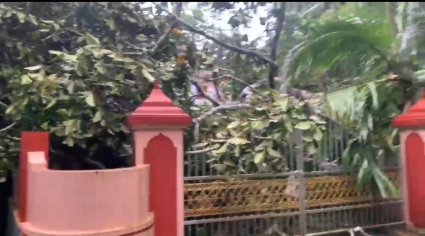 കനത്ത മഴയിൽ ആഞ്ഞിലി മരം കടപുഴകി വീടിന് മുകളിൽ വീണു; ഒഴിവായത് വൻ ദുരന്തം