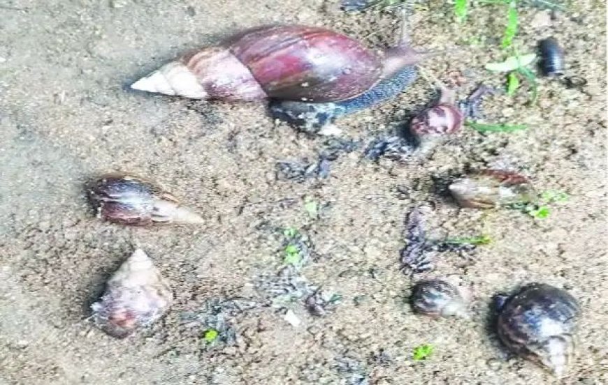 ആഫ്രിക്കൻ ഒച്ചിന്റെ ശല്യം രൂക്ഷം; അടിയന്തര നടപടി ആവശ്യപ്പെട്ട് നാട്ടുകാർ