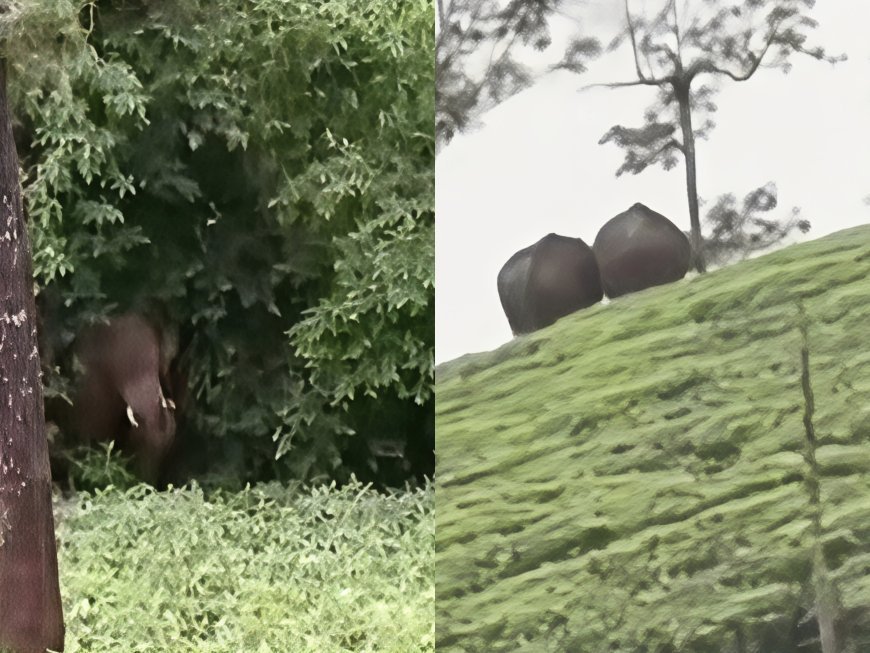 തോട്ടം മേഖലയിൽ കാട്ടാന ഭീതി രൂക്ഷം; പട്ടുമുടി, പട്ടുമല, രാജമുടി മേഖലകളിൽ ജനങ്ങൾ ആശങ്കയിൽ