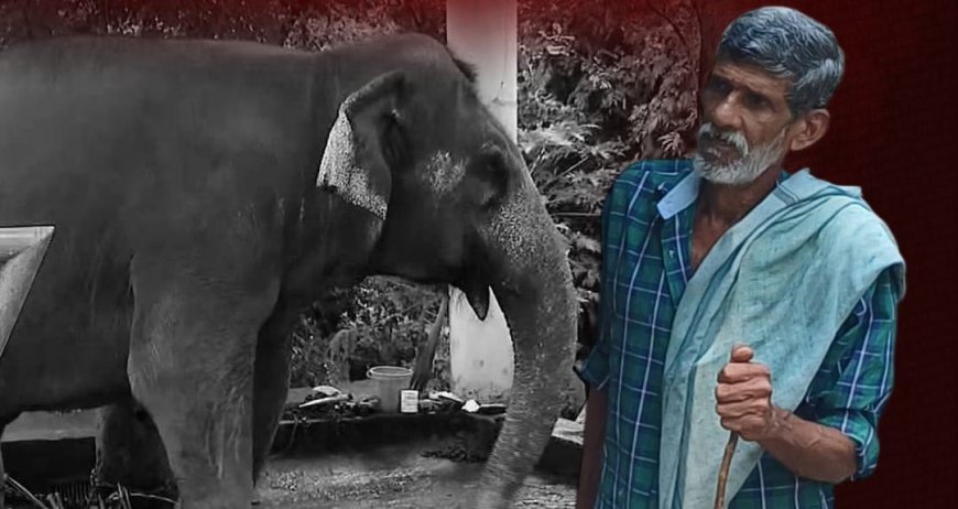 കോന്നിയിൽ ആനയുടെ ആക്രമണം; രണ്ടാം പാപ്പാന് ദാരുണാന്ത്യം