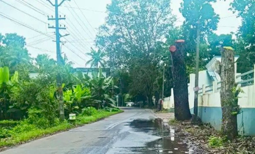 അപകടകരമായ മരങ്ങൾ നീക്കാത്തതിൽ പ്രതിഷേധം; പഞ്ചായത്ത് ഓഫീസിന് മുന്നിൽ വീട്ടമ്മയുടെ ധർണ