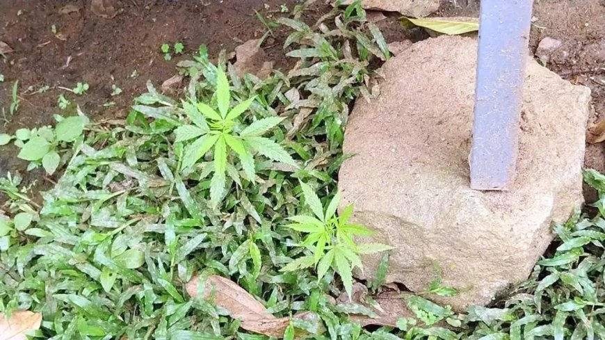 നിർമ്മലാസിറ്റി ജങ്ഷനിൽ കഞ്ചാവ് ചെടികൾ കണ്ടെത്തി
