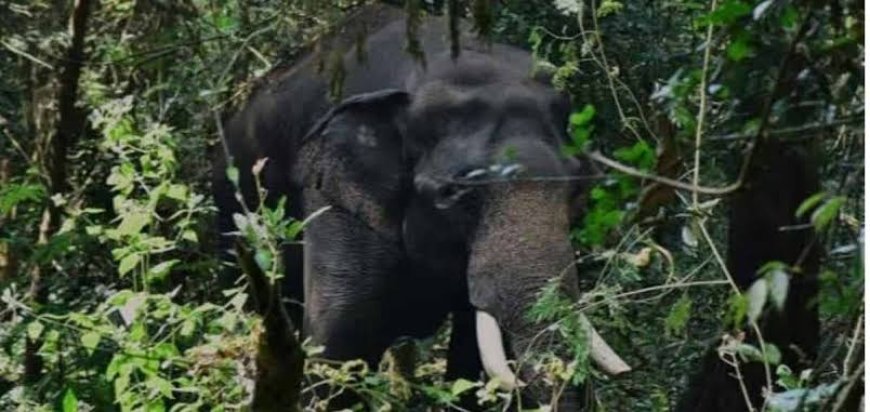 പൂപ്പാറയിൽ കാട്ടാന ആക്രമണം; തോട്ടം തൊഴിലാളിക്ക് ദാരുണാന്ത്യം