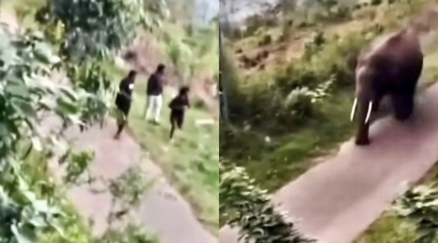 കാട്ടാനയെ പ്രകോപിപ്പിക്കാൻ ശ്രമം; വിനോദസഞ്ചാരികൾക്ക് നേരെ പാഞ്ഞടുത്ത് കാട്ടാന