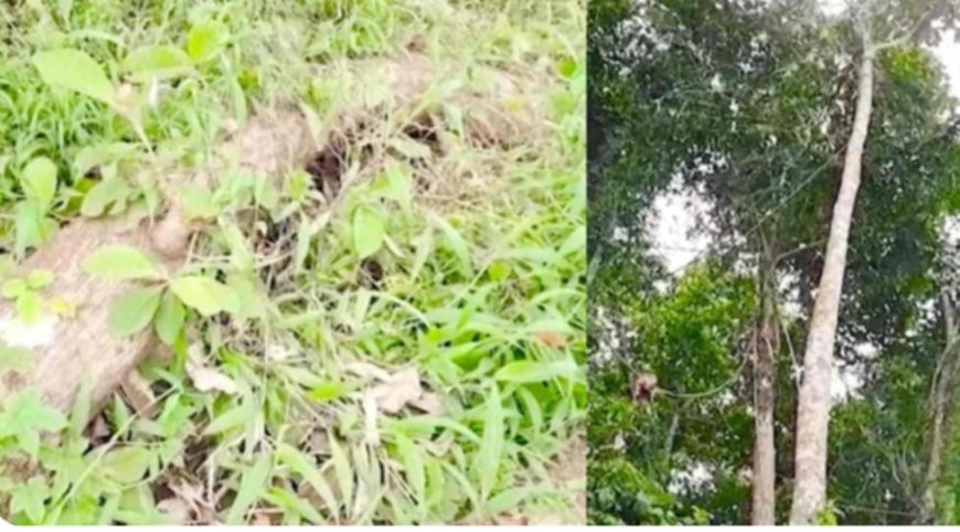 റാന്നി ഭഗവതിക്കുന്ന് ക്ഷേത്രത്തിലെ മരങ്ങൾ മുറിച്ചു കടത്തിയ സംഭവം; താൽക്കാലിക ശാന്തിക്കാരനെ പിരിച്ചുവിട്ടു, സബ് ഗ്രൂപ്പ് ഓഫീസർക്ക് സസ്‌പെൻഷൻ