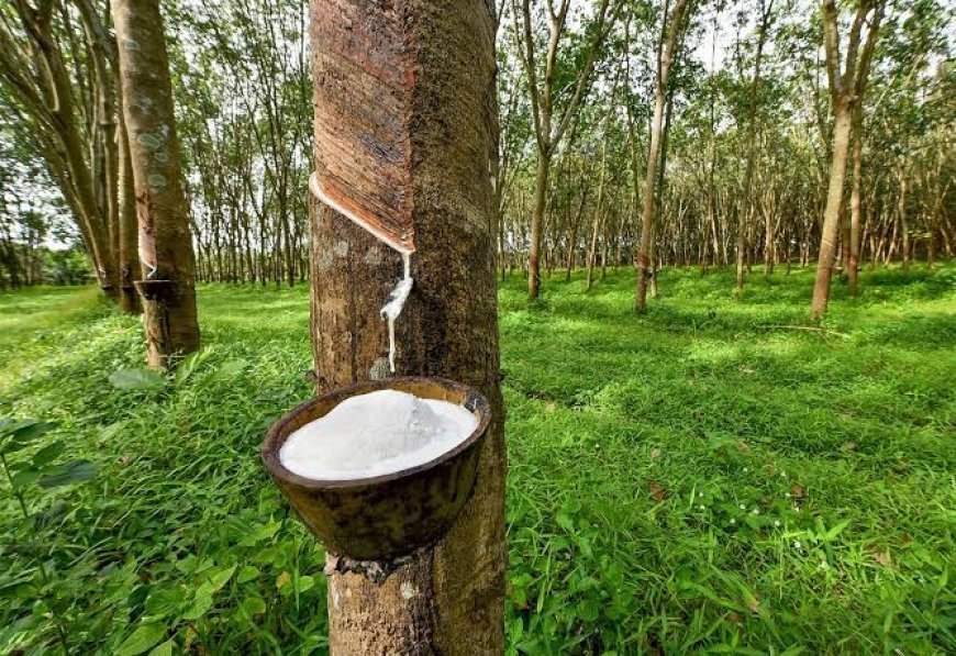 മുന്നൂറിലേക്ക് കുതിച്ച റബർവില താഴോട്ട്; കർഷകർ വീണ്ടും നിരാശയിൽ