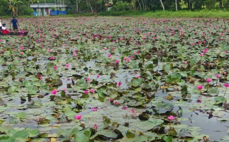 ഉദയനാപുരത്ത് ആമ്പൽ വസന്തം; സഞ്ചാരികളുടെ ഒഴുക്ക് തുടരുന്നു