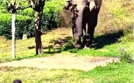 കാട്ടാന പാഞ്ഞടുത്തു; തലനാരിഴയ്ക്ക് രക്ഷപ്പെട്ട് തോട്ടം തൊഴിലാളി