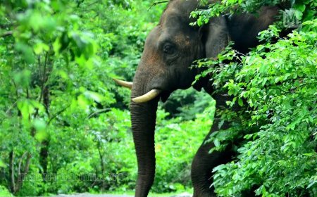 ശാന്തൻപാറയിൽ കാട്ടാന ആക്രമണം; മധ്യപ്രദേശ് സ്വദേശിയായ തൊഴിലാളിക്ക് ദാരുണാന്ത്യം
