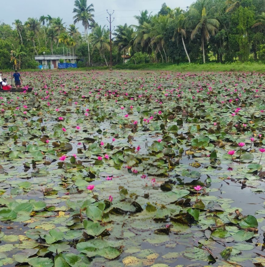 ഉദയനാപുരത്ത് ആമ്പൽ വസന്തം; സഞ്ചാരികളുടെ ഒഴുക്ക് തുടരുന്നു